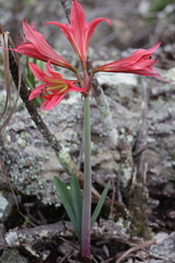 Hippeastrum