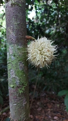 Carpotroche longifolia