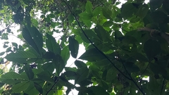 Carpotroche longifolia