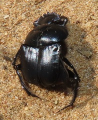 Scarabaeus ebenus