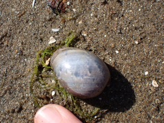 Bulla gouldiana