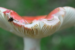 Russula lepida