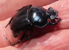Scarabaeus ebenus