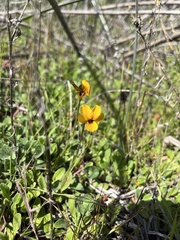 Viola pedunculata