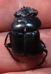 Scarabaeus ebenus