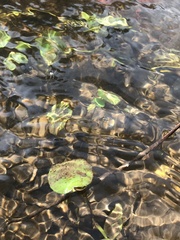 Hydrocotyle