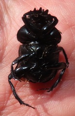 Scarabaeus ebenus