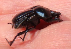 Scarabaeus ebenus