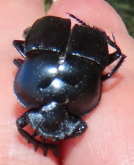 Scarabaeus ebenus