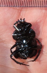 Scarabaeus ebenus