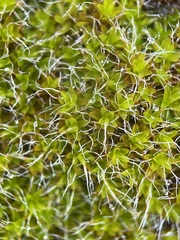 Syntrichia montana