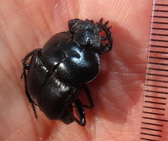Scarabaeus ebenus