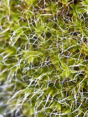 Syntrichia montana