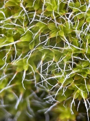 Syntrichia montana