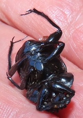 Scarabaeus ebenus