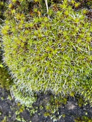 Syntrichia montana
