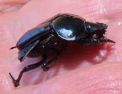 Scarabaeus ebenus