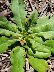Lactuca