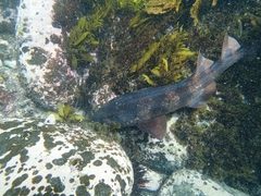 Brachaelurus waddi