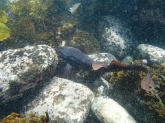 Brachaelurus waddi