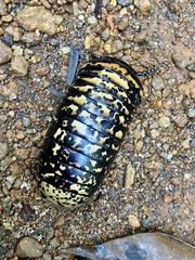 Arthrosphaera versicolor