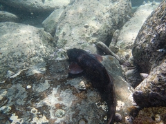 Brachaelurus waddi