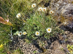 Helichrysum marginatum