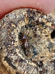 Falconina gracilis