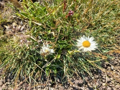 Helichrysum marginatum