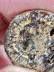 Falconina gracilis