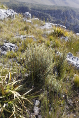 Grubbia tomentosa