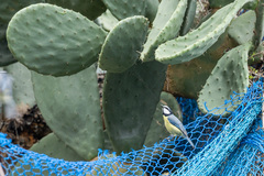 Cyanistes teneriffae teneriffae