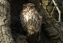 Athene noctua