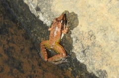 Ptychadena anchietae
