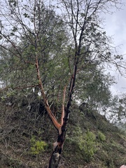 Arbutus