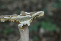 Russula olivacea