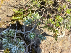 Helichrysum trilineatum