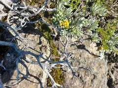 Helichrysum trilineatum