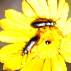 Neoeutrapela
