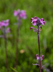 Pedicularis ornithorhynchos