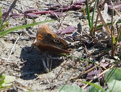 Junonia stemosa