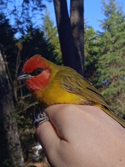 Piranga erythrocephala