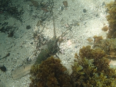 Sagmariasus verreauxi