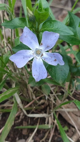 Vinca major image