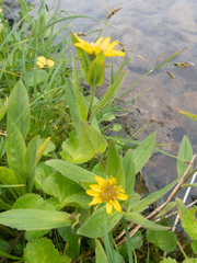Arnica lanceolata