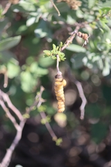 Prosopis reptans