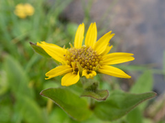 Arnica lanceolata
