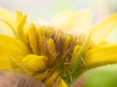 Arnica lanceolata