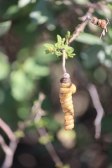 Prosopis reptans