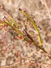 Rose rosette emaravirus